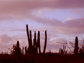Silhouette of cactuses